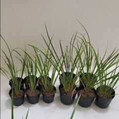 セキショウ　水生植物　ビオトープ　盆栽の画像