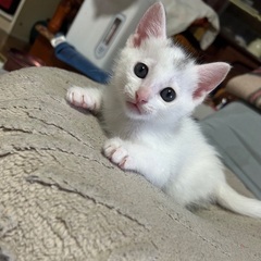 元気いっぱいの子猫⭐︎白ねこくん