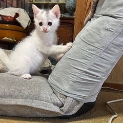元気いっぱいの子猫⭐︎白ねこくん - 猫