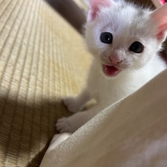 元気いっぱいの子猫⭐︎白ねこくん − 新潟県