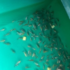 選別割れ 金魚