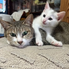 我が子を守る母猫のキジトラちゃん