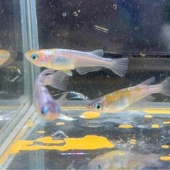 【なかひらぼめだか】花魁系三色めだか（おいらんけい三色めだか）の画像