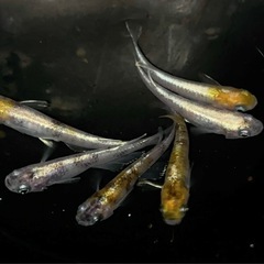 【なかひらぼめだか】花魁系三色めだか（おいらんけい三色めだか）