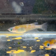【なかひらぼめだか】花魁系三色めだか（おいらんけい三色めだか）の画像