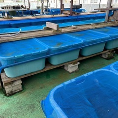 【なかひらぼめだか】花魁系三色めだか（おいらんけい三色めだか）の画像