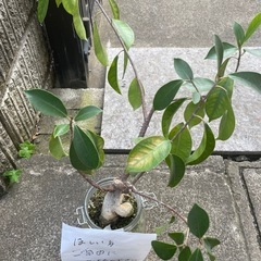 受渡し者決定につき一時停止ガジュマルの木