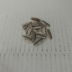 ひまわりの種14粒　100円