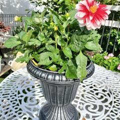 ダリヤ　鉢植え