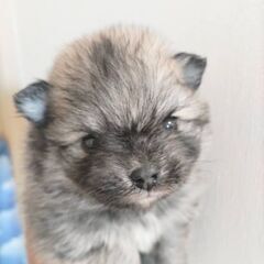 ♂ポメ子犬11万円（税込）