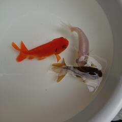 🎁金魚現物/ 赤・白・黒の3匹セット 