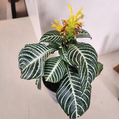 【処分物】ダニア