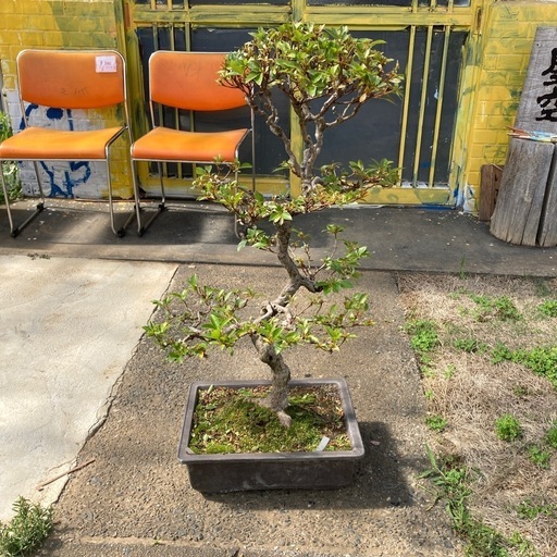 A 樹齢50年 皐月 盆栽