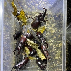 ノコギリクワガタ&カブトムシ