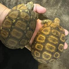①🦎爬虫類LINEOpenChat　　　　　　　【レプリストハチュグル】🐍　　　　新規参加メンバー募集✨ - 江東区