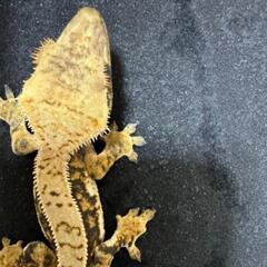 ①🦎爬虫類LINEOpenChat　　　　　　　【レプリストハチ...