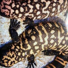 ①🦎爬虫類LINEOpenChat　　　　　　　【レプリストハチュグル】🐍　　　　新規参加メンバー募集✨ − 東京都