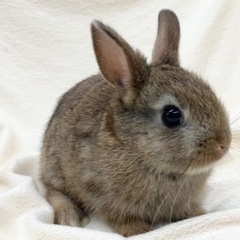 うさぎを飼おうかと
