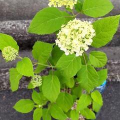 ☆人気の西洋アジサイ☆の画像