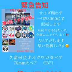 久留米産オオクワガタペア