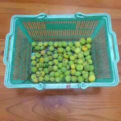 梅の実　梅酒用　無農薬　ガーデニング　植物　園芸　２㎏＋１㎏
