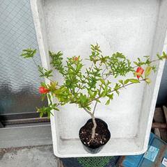 花付きのザクロの苗 60cm ほど