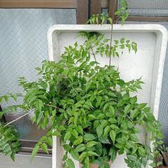 ノウゼンカズラ 90cm ほどピンク