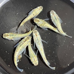 6月7日納品　改良メダカ1匹150円〜500円　そら野テラスで販売