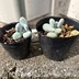 ランキングキーワードに紐づく投稿画像-多肉植物