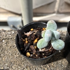 多肉植物  ぷくぷくが可愛いです。の画像