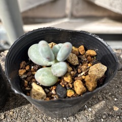 多肉植物  ぷくぷくが可愛いです。の画像