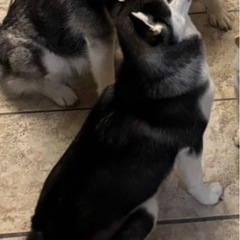 柴犬とシベリアンハスキーのミックス  - 犬