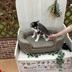 柴犬とシベリアンハスキーのミックス 