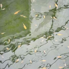 めだか【黄桜ダルマ】の画像