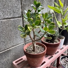 斑入りの金の成る木 鉢ごと   