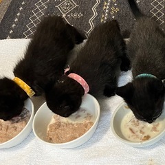 黒猫　体重360g  里親募集