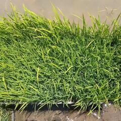 「お受け取り決定しました」2025年キヌヒカリ苗🌾　8箱限定