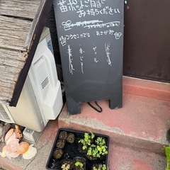 苗ポットフウセンカズラ・朝顔・シソ・ディルの画像