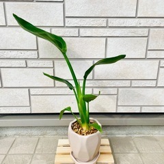ストレリチア　オーガスタ　観葉植物　鉢植え　そのまま飾れる　無機質の土