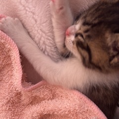 【急募】仔猫の里親募集してます。 − 埼玉県