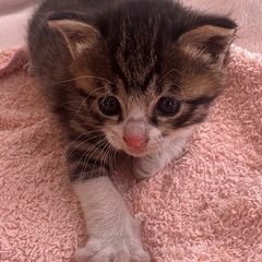 【急募】仔猫の里親募集してます。 - 比企郡