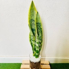 サンスベリア　ローレンティー　観葉植物　ハイドロカルチャー