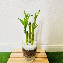 ミリオンバンブー　観葉植物　ハイドロカルチャー