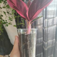 インテリア　観葉植物　カラテア　ストロマンテ　トリオスターの画像