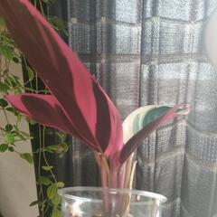 インテリア　観葉植物　カラテア　ストロマンテ　トリオスターの画像
