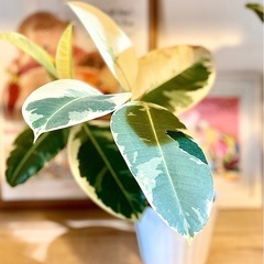 最強湾曲！陶器鉢付き観葉植物　曲げフィカス　45cm 立派　くっ...