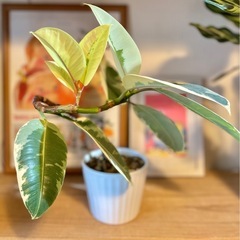 最強湾曲！唯一無二！陶器鉢付き観葉植物　曲げフィカス　45cm 立派　くっきり葉模様　の画像
