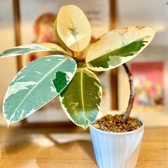 最強湾曲！唯一無二！陶器鉢付き観葉植物　曲げフィカス　45cm 立派　くっきり葉模様　の画像