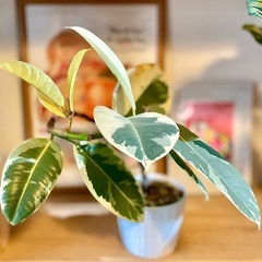 最強湾曲！唯一無二！陶器鉢付き観葉植物　曲げフィカス　45cm 立派　くっきり葉模様　の画像