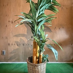 【早い者勝ち‼︎】癒しのドラセナ／観葉植物・フェイクグリーン🌿1...